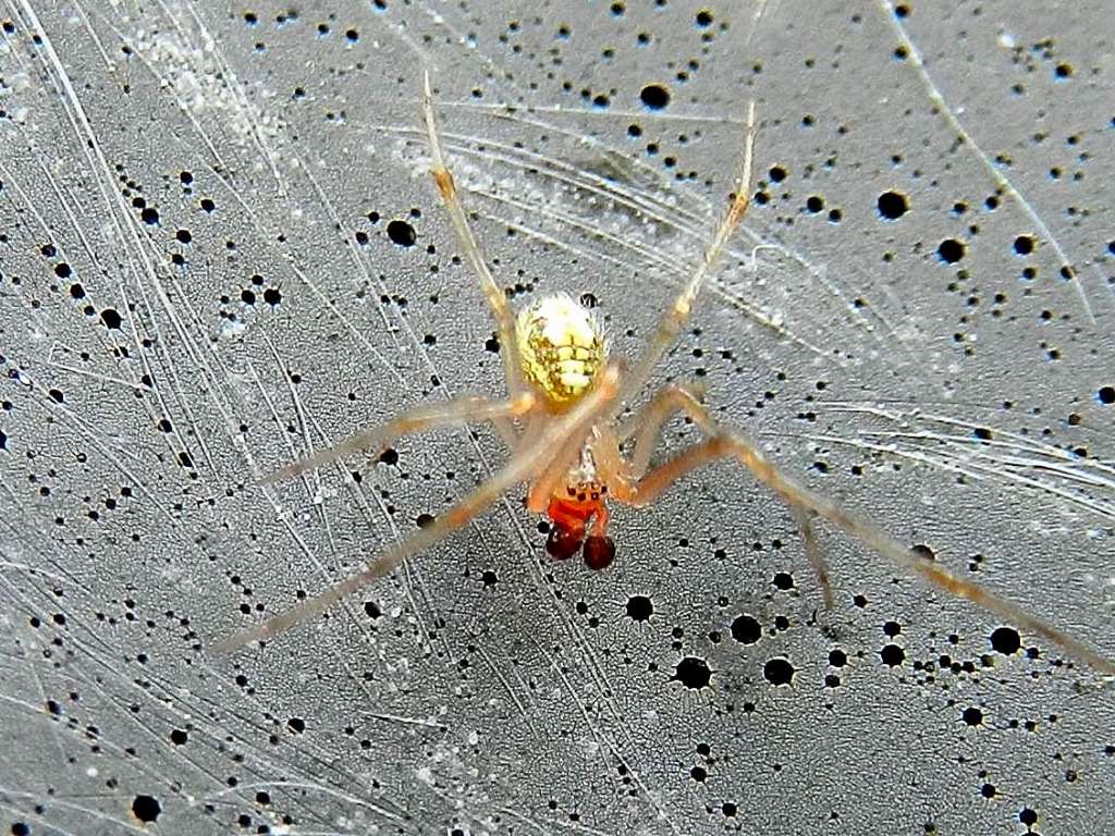 Theridiidae: Theridion sp.o Phylloneta sp. - Venezia Lido